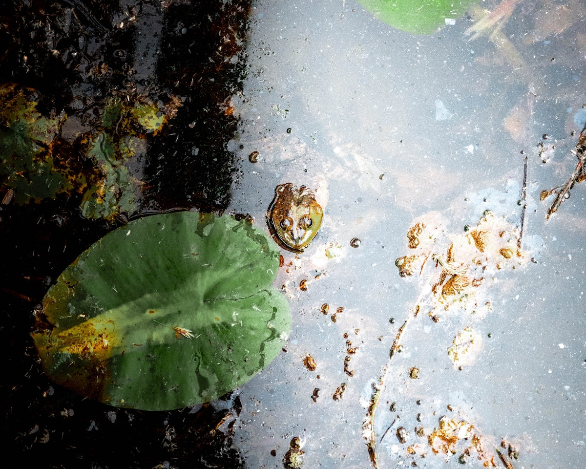 A green leaf floating on top of a puddle of water