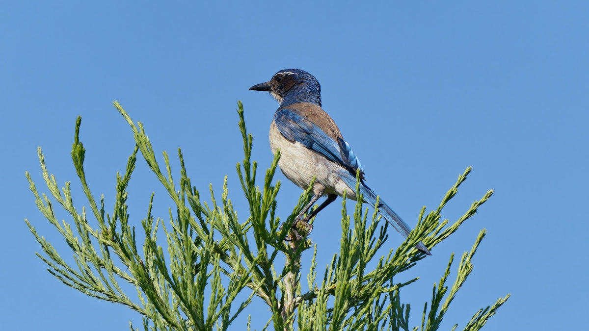 A blue bird sits perched atop a branch.