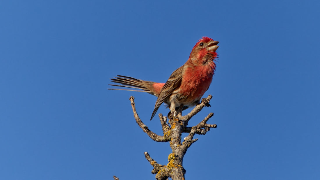 A bright red bird sits atop a bare branch.