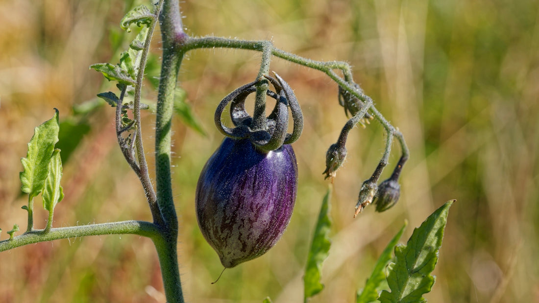 A dark purple tomato hangs on a vine.