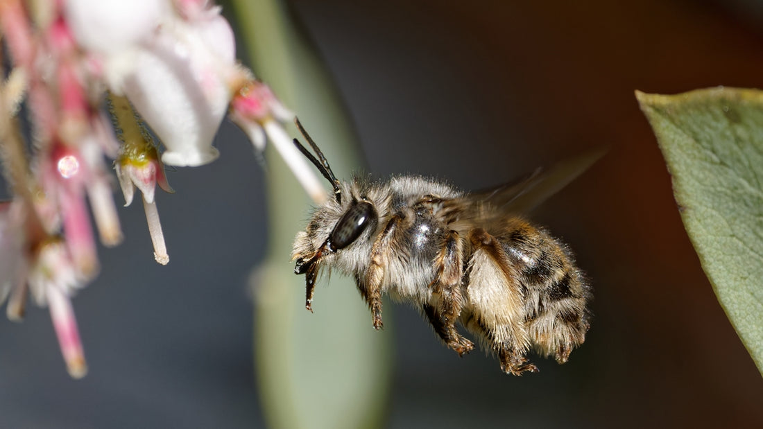 A bee flying towards a delicate pink flower