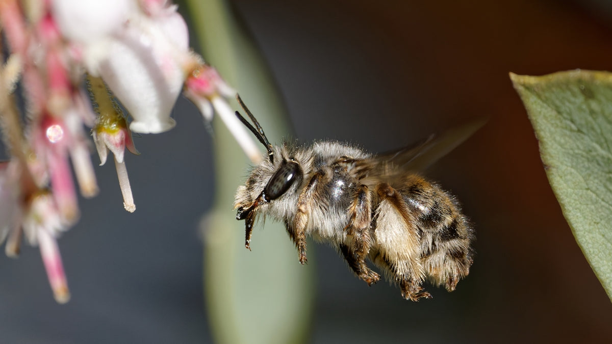 A bee flying towards a delicate pink flower